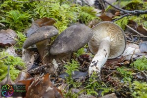 Lactarius picinus(14)_LR.jpg_product